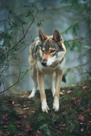 Wolf With Dried Leaves Wallpaper