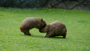 Wombats Greetingin Grassland Wallpaper
