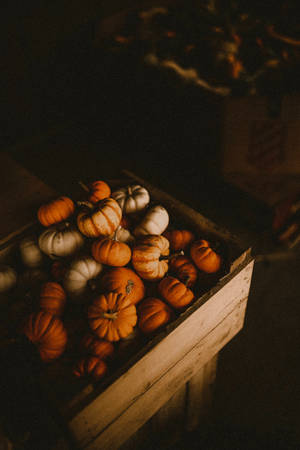 Wooden Box Of Pumpkins Wallpaper