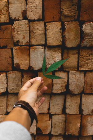 Wooden Bricks Leaf