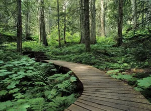 Wooden Trail In Green Forest Desktop Wallpaper