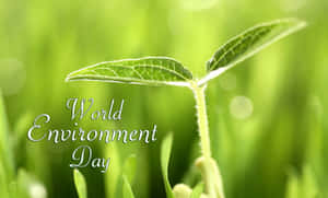 World Environment Day Sprouting Plant Leaves Wallpaper