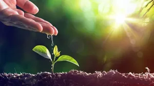 World Environment Day Watering A Seedling Wallpaper