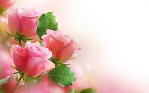 World's Most Beautiful Flowers Pink Roses Wallpaper