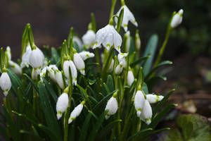 World's Most Beautiful Flowers Snowdrops Wallpaper