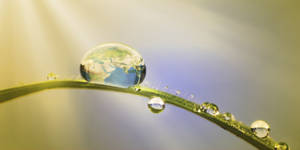 Worldin Dewdrop Desktop Wallpaper Wallpaper