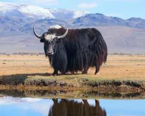 Yak Black By Pond With Mountain View Wallpaper