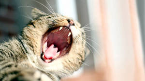 Yawning Cat Wallpaper