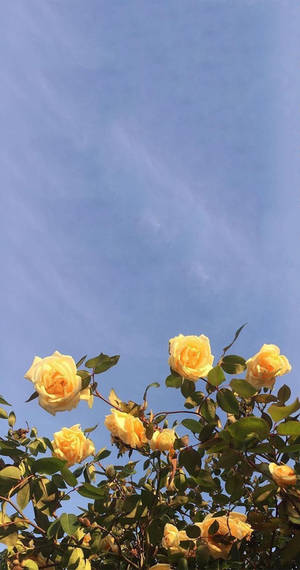 Yellow Aesthetic Bush Roses Wallpaper