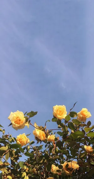 Yellow Aesthetic Bush Roses Wallpaper