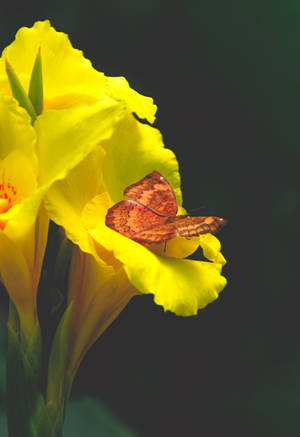 Yellow Aesthetic Canna Butterfly Wallpaper