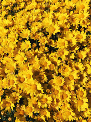 Yellow Aesthetic Flower Bed Wallpaper