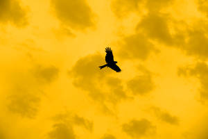 Yellow Aesthetic Laptop Flying Bird Clouds Wallpaper