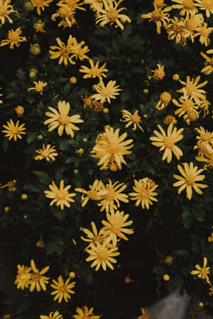 Yellow Aesthetic Phone Daisies Wallpaper