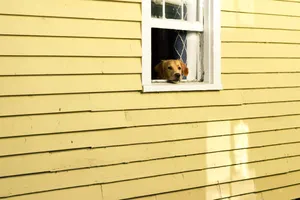 Yellow Aesthetic Window Dog Wallpaper
