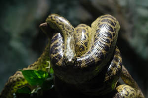 Yellow Anaconda Snake Wallpaper