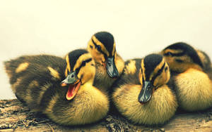 Yellow And Black Baby Duck Wallpaper