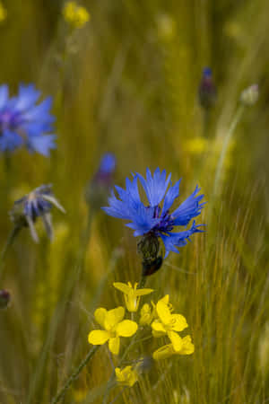 Yellow And Blue Flowers Phone Wallpaper