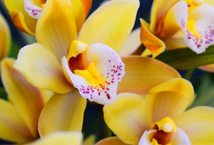 Yellow And White Orchids Wallpaper