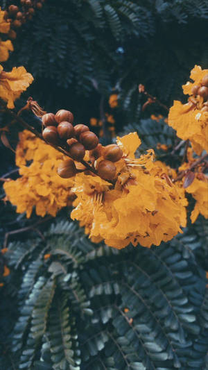Yellow Autumn Flowers Vsco Cover Wallpaper