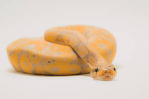 Yellow Ball Python Snake Wallpaper