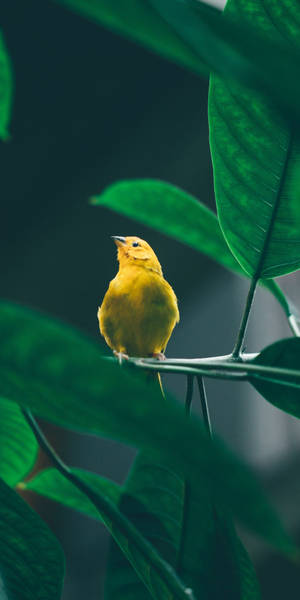 Yellow Bird And Leaves Wallpaper