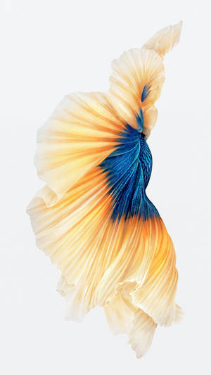 Yellow-blue Betta Iphone 6s Live Wallpaper