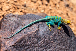 Yellow Blue Collared Lizard Large Rock Wallpaper