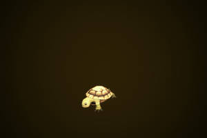 Yellow Brown Baby Cartoon Turtle Wallpaper