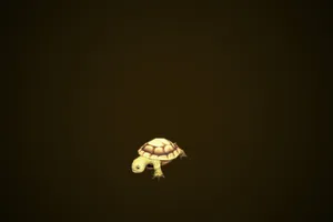 Yellow Brown Baby Cartoon Turtle Wallpaper