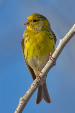 Yellow Canary Bird On Wooden Branch Wallpaper