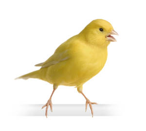 Yellow Canary Bird Wallpaper