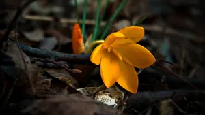 Yellow Crocus Flower Wallpaper