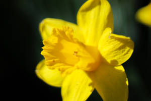 Yellow Daffodil Close Up Shot Wallpaper