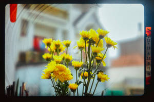 Yellow Daffodils Aesthetic Photography Wallpaper