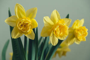 Yellow Daffodils Close Up Shot Wallpaper