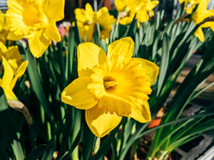 Yellow Daffodils In Springtime Wallpaper