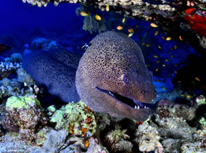 Yellow Edged Moray Eel Fish Swimming Underwater Wallpaper