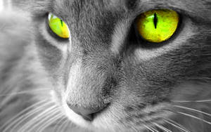 Yellow-eyed Beautiful Cat Wallpaper