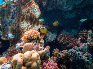 Yellow Fish Coral Wallpaper