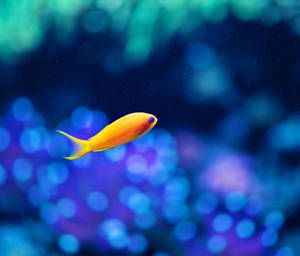 Yellow Fish Samsung Galaxy Tablet Wallpaper