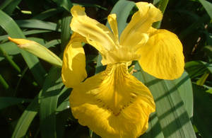 Yellow Flag Iris Flower Wallpaper