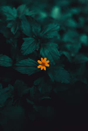 Yellow Flower Amidst Green Plant Phone Wallpaper