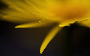 Yellow Flower Close Up Hotmail Wallpaper