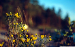 Yellow Flowers Nature Photography Wallpaper