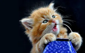 Yellow Furry Kitten Wallpaper
