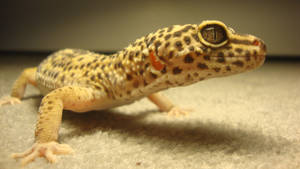 Yellow Gecko With Black Spots Wallpaper