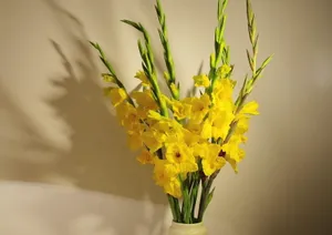 Yellow Gladiolus Flowers Vase Wallpaper