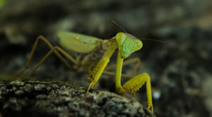 Yellow Green Praying Mantis Wallpaper