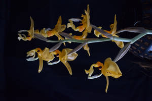 Yellow Hanging Orchids Wallpaper